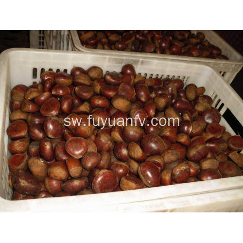 Fresh Dandong bora Chestnut